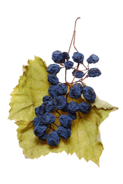 Blauwe druif cluster als rozijnen — Stockfoto