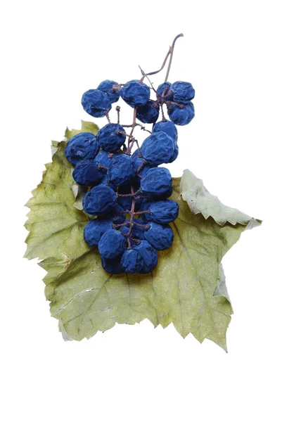 Aglomerado de uvas azuis — Fotografia de Stock