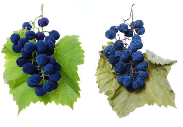 Blue grape and raisin cluster — Stock Photo, Image