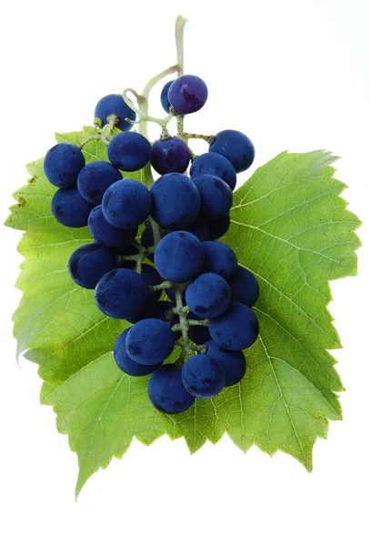 葉と青ブドウのクラスター — ストック写真