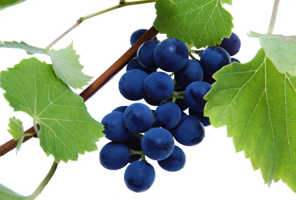 Blauwe druif cluster met bladeren — Stockfoto