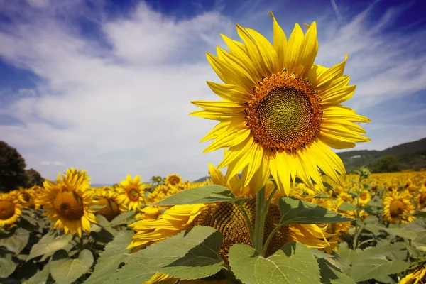 stock image Bugaria Sunflowers