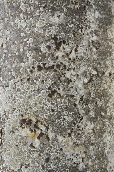 오래 된 구조 돌 — 스톡 사진