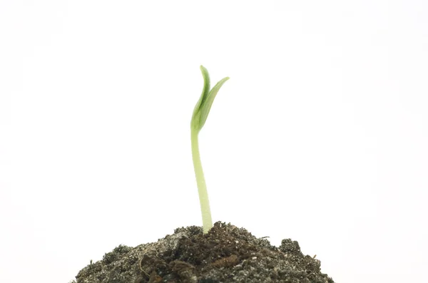 Nieuwe groene spruit duurt naar boven — Stockfoto