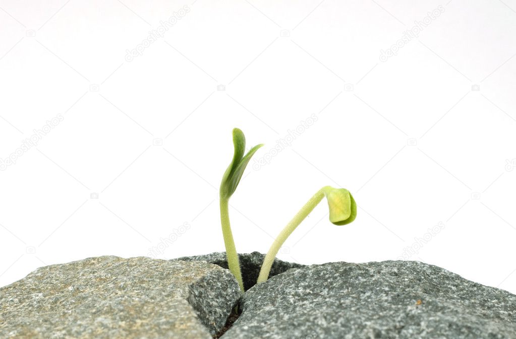 Two new sprouts on stones