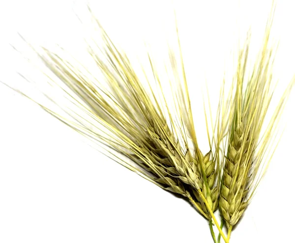 Ears of wheat of a new summer crop — Stock Photo, Image