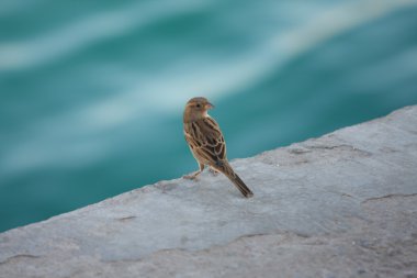Sparrow bird clipart