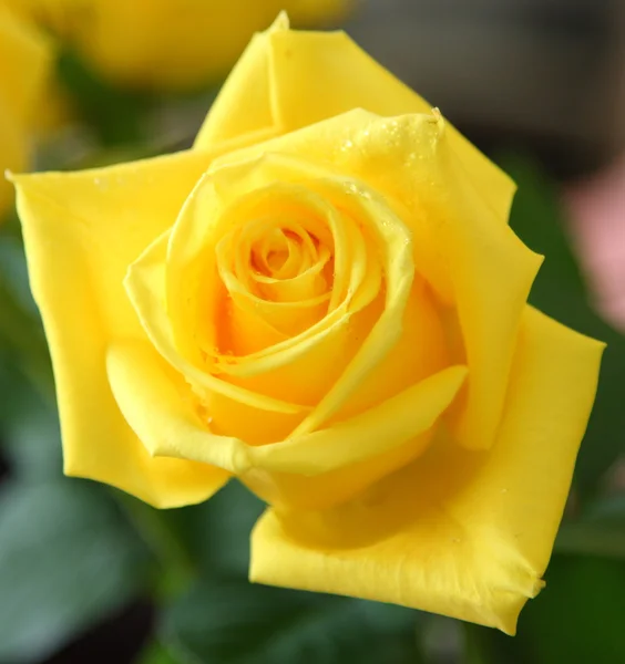 Gelbe Rose Stockbild