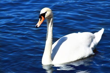 Beautiful swan in water clipart