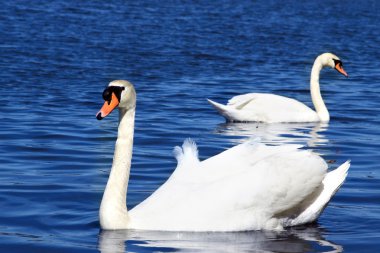 Swans in water clipart