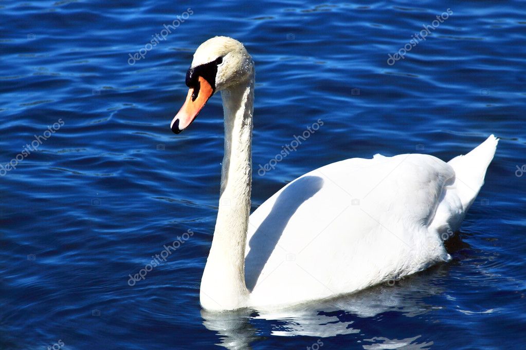 Beautiful swan in water