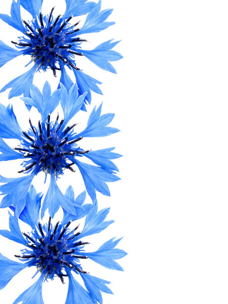 Васильковая граница
