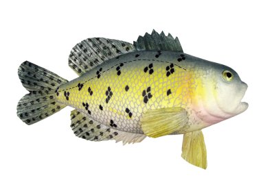 Fish a souvenir clipart