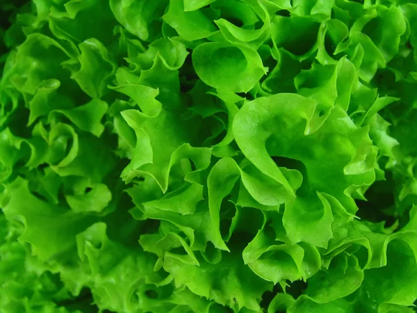 stock image Lettuce