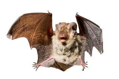 Bat on a white background clipart