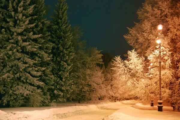 밤 나무 눈으로 덮여 — 스톡 사진