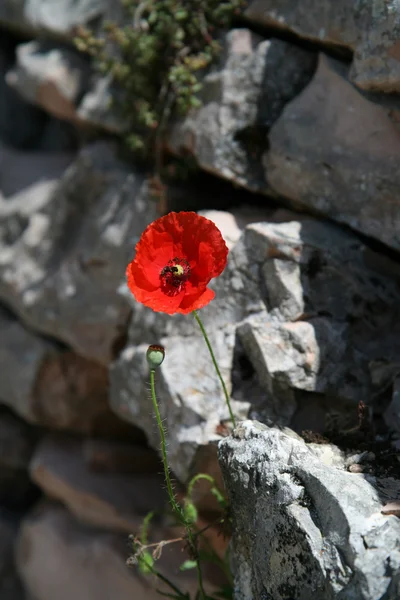 stock image Poppy flower