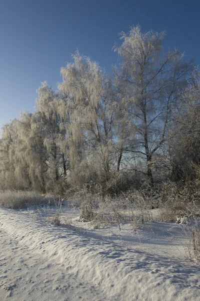 Stock image Ice Covered Trees