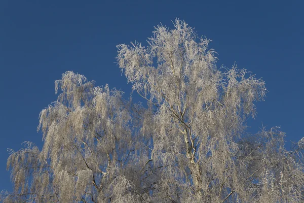 Ice Covered Trees — Stock Photo, Image