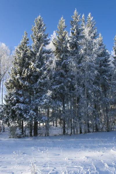 Stock image Ice Covered Trees