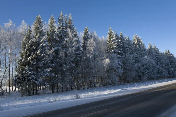 Ледяные деревья Лицензионные Стоковые Фото