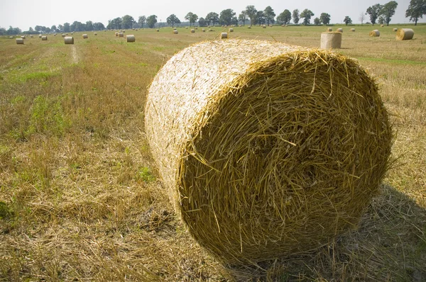 stock image Agriculture