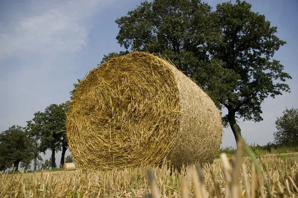 stock image Agriculture