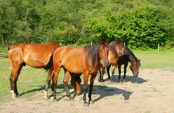 stock image Horses