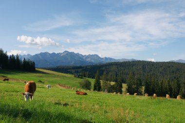 Cows in Tatras clipart
