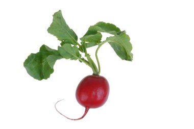 Red radish clipart