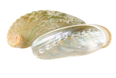 Sea shell over white clipart