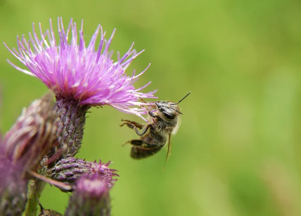 Biene auf rosa Blume — Stockfoto