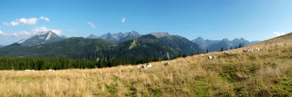 Ovelhas no pasto da montanha — Fotografia de Stock