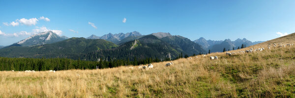 Tatra glade and grazing sheep on meadows