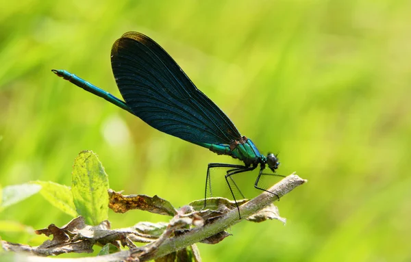 Голубая стрекоза — стоковое фото
