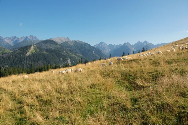 Вівці на гірському пасовищі — стокове фото