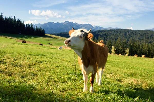 Cow in mountain — Stock Photo, Image