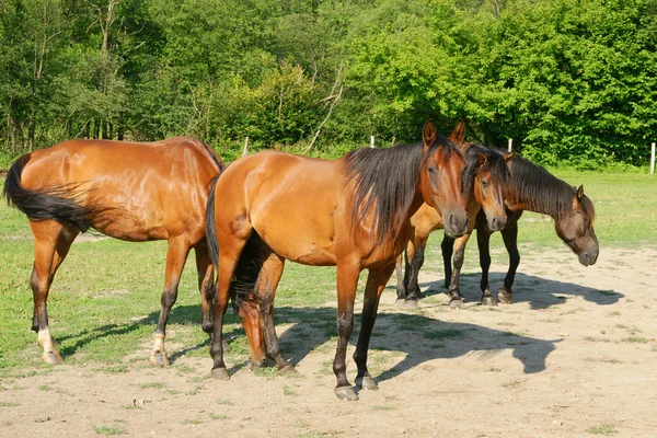 Stock image Horses