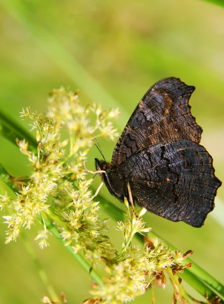 Farfalla scura — Foto Stock