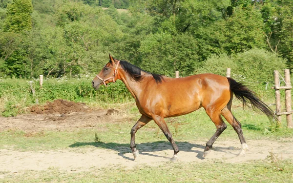 stock image Horses