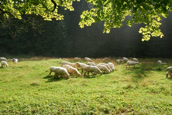 Ovelhas em pasto — Fotografia de Stock