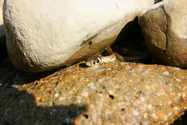 งูหนอน — ภาพถ่ายสต็อก