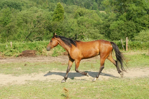 stock image Horse