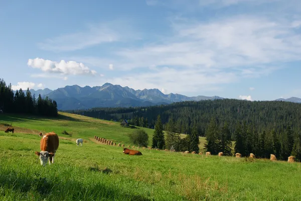Vacas en Tatras Imágenes de stock libres de derechos