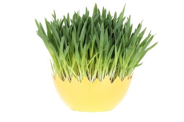 Easter grass clipart