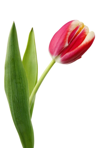 Red fresh tulip — Stock Photo, Image