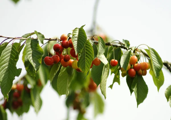 Cherries on branches — Stock Photo, Image