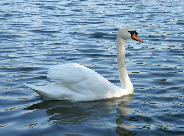 stock image Swan