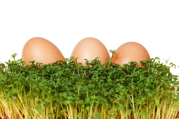 Kresse und Eier — Stockfoto