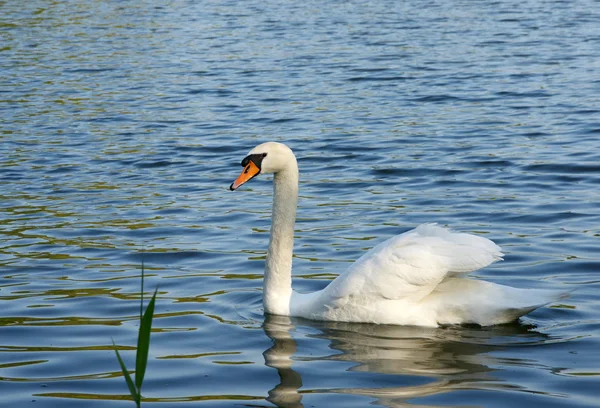 stock image Swan